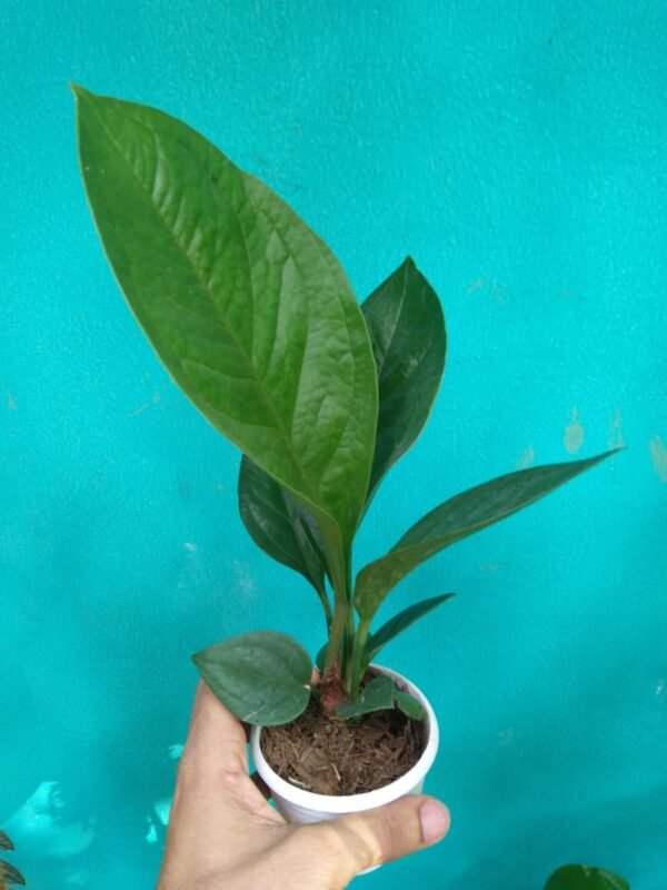 Anthurium Jenmani - Image 2