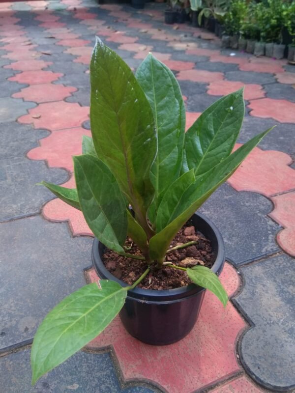 Anthurium Jenmanii Big - Image 2