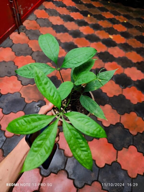 Anthurium Kunthii - Image 2