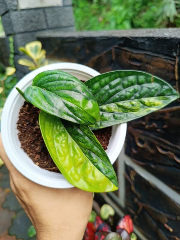 Monstera Peru Variegated - Image 2