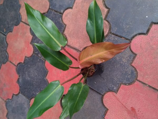 Philodendron Prince of Albert - Image 3
