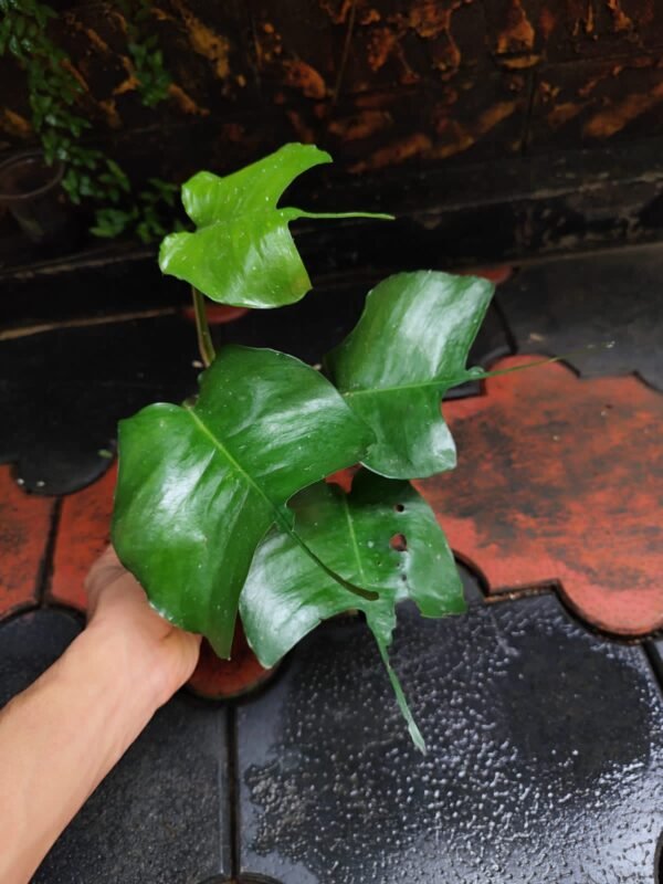 Epipremnum Skelton Key Matured - Image 3