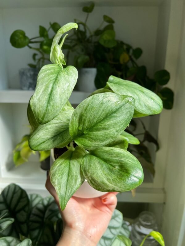 SCINDAPSUS Moonlight Mint