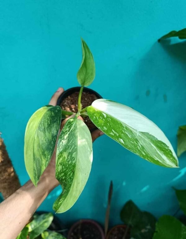 PHILADENDRON JOSE BUNO Big Size - Image 2