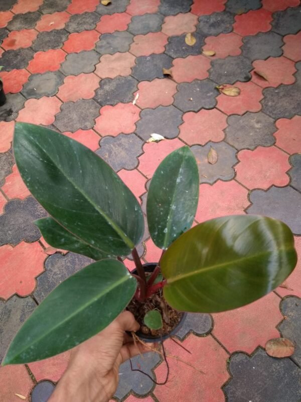 Philodendron Red Congo - Image 2