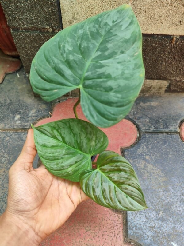 Philodendron Majestic - Image 2