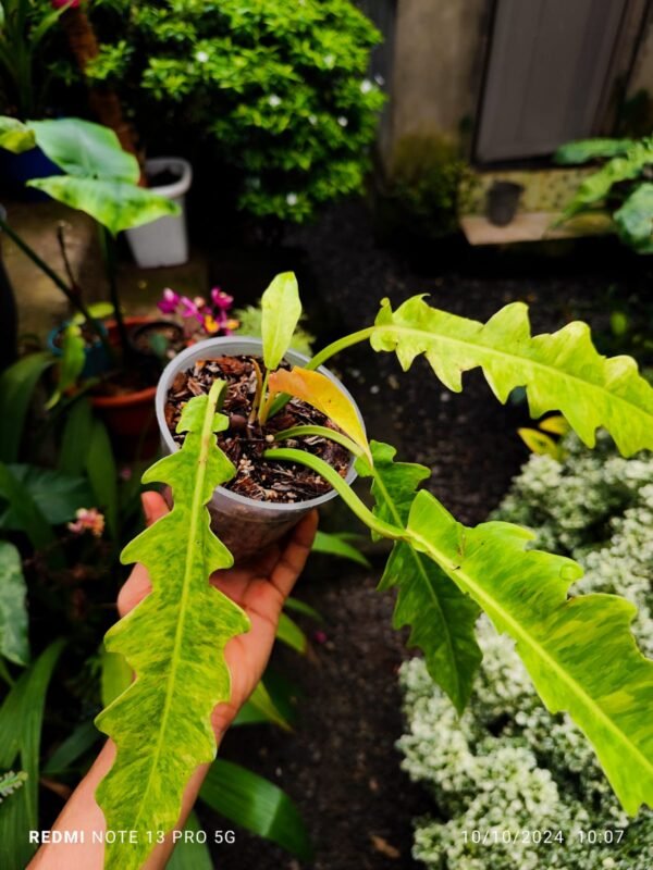 Philodendron Golden Saw Marble Variegated - Image 2