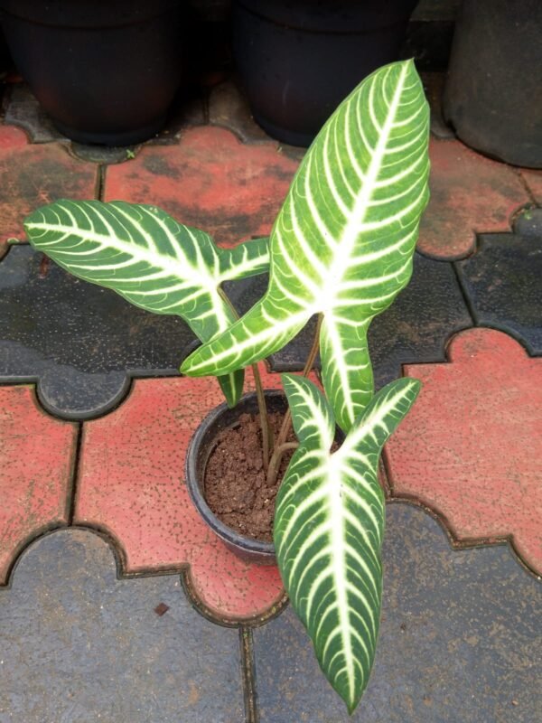 Caladium Lindenii - Image 2