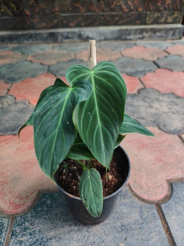 Philodendron Splendid - Image 2