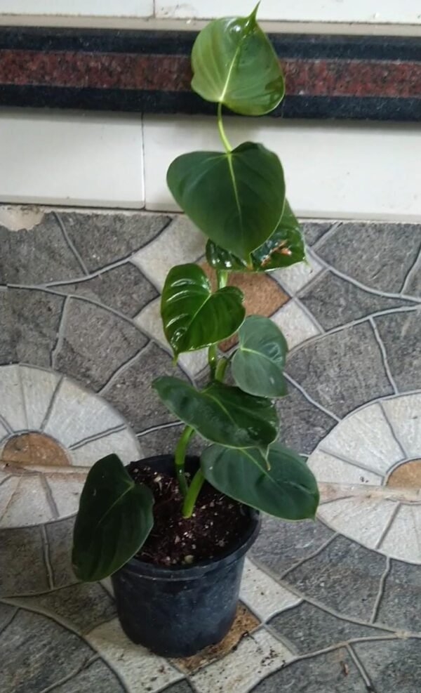Philodendron Lupinum - Image 2