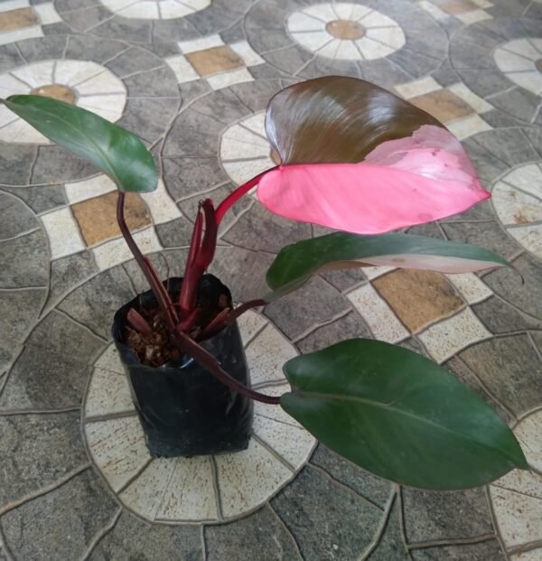Philodendron Pink princess - Image 2