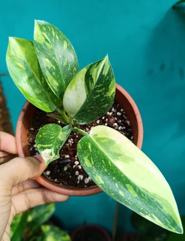 PHILODENDRON GREEN CONGO VARIGATED - Image 2