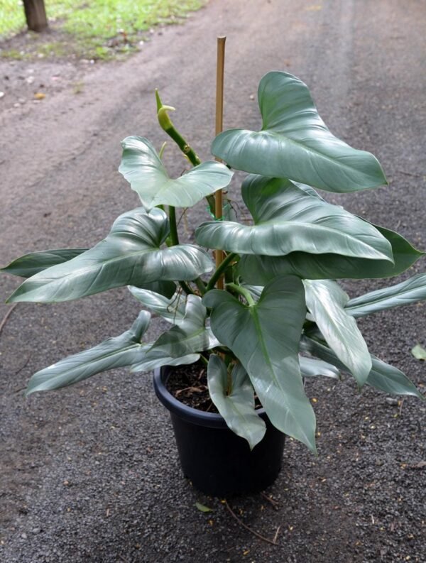 SILVER SWORD MATURED FORM