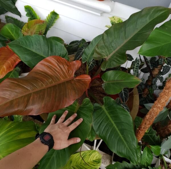 Philodendron Prince of Albert