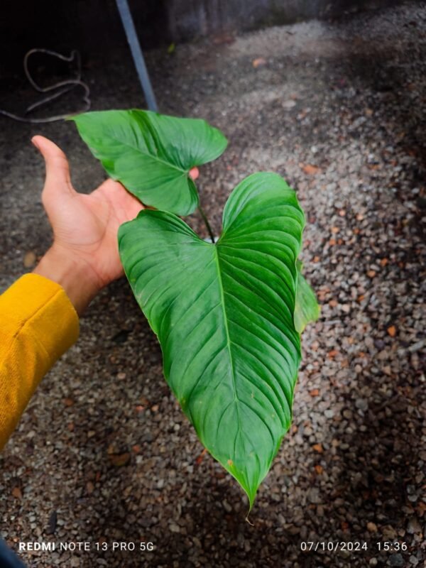 Philodendron Asperatum CF - Image 2