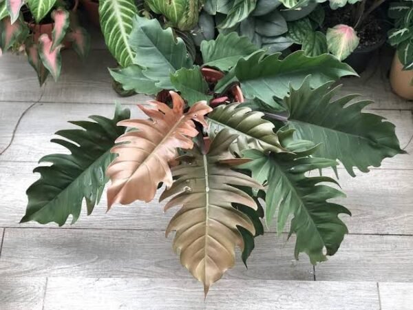 Philodendron Pluto Big Size