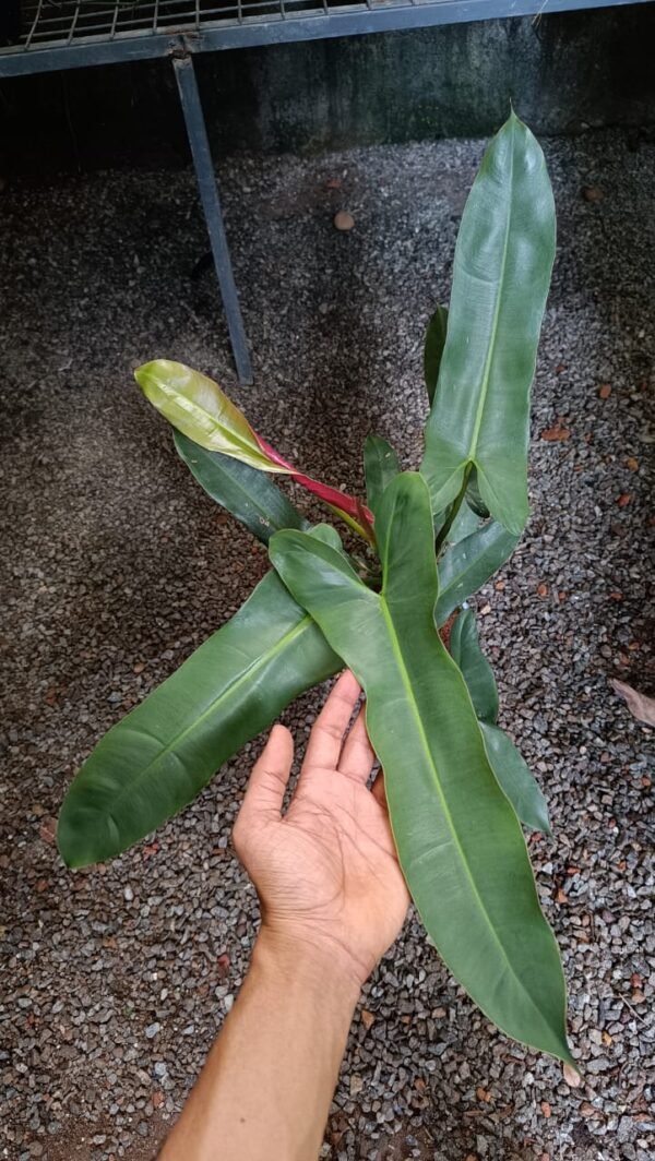 PHILODENDRON ATABAPOENSE - Image 2