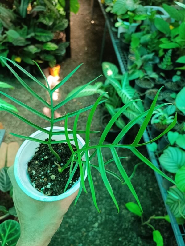 Philodendron Tortum - Image 2