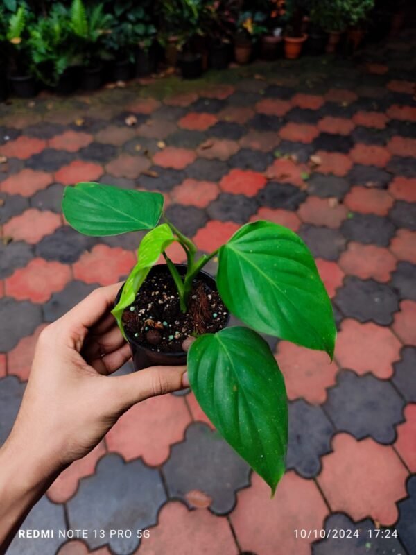 Philodendron Tenue Small - Image 2