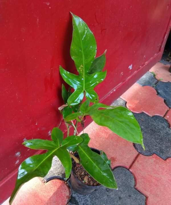 Philodendron Squamiferum - Image 2