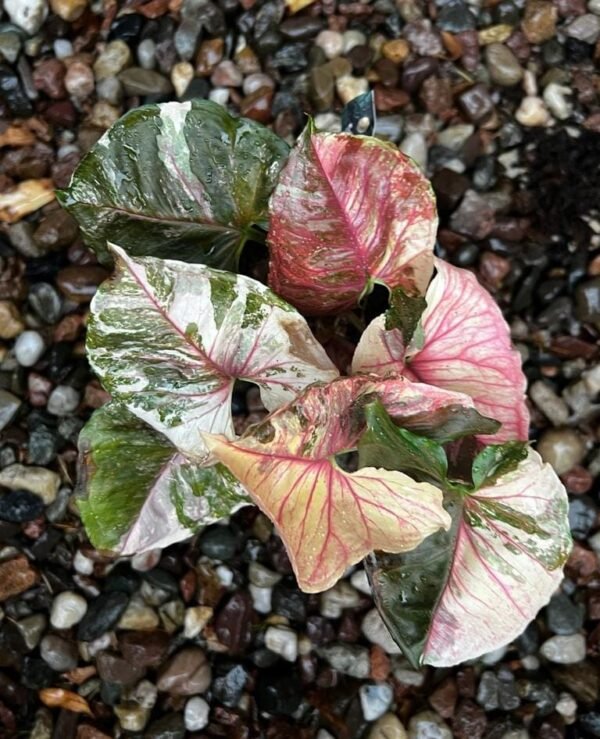 Singonium Strawberry Ice
