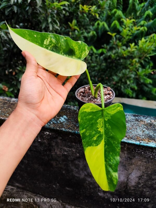 Philo Domesticum Variegated Matured - Image 2