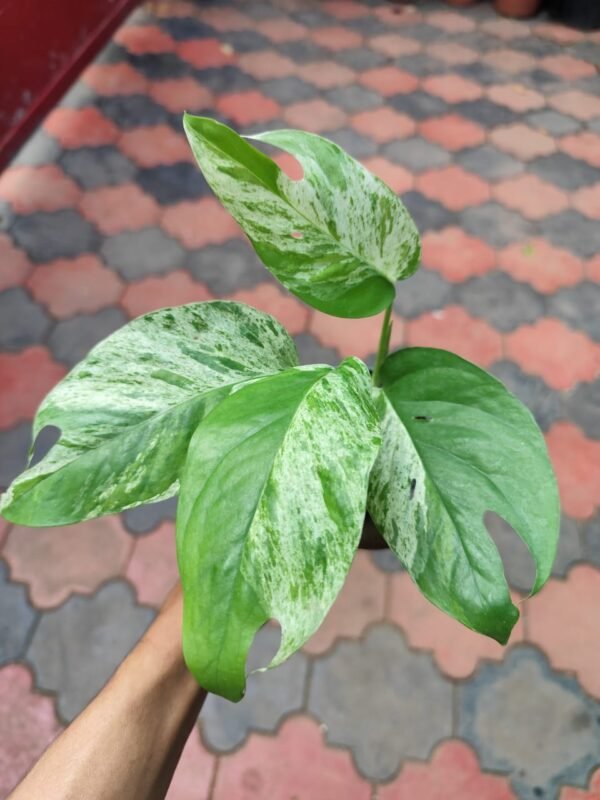 Epipremnum Pinnatum Marble Variegated - Image 2