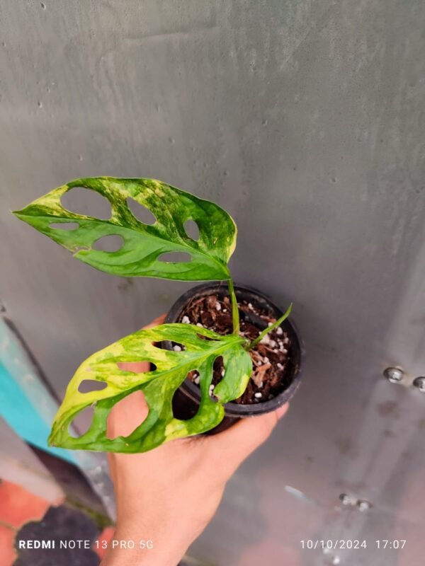 Monstera Adansoni Aurea - Image 2