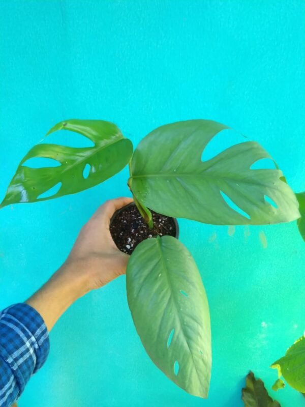 Epipremnum Cebu Blue Matured - Image 3