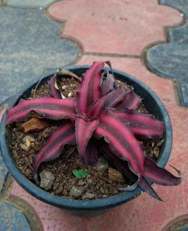 Cryptanthus Red Star - Image 2