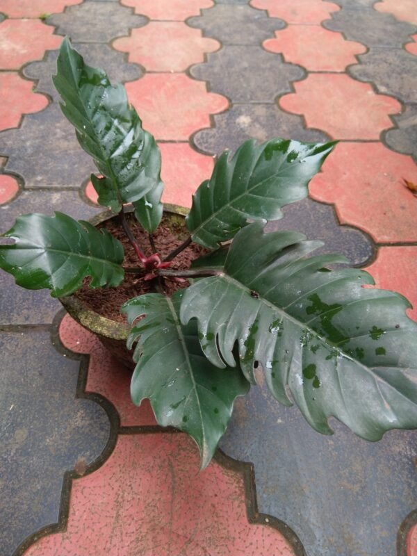 Philodendron Choco Empress - Image 2
