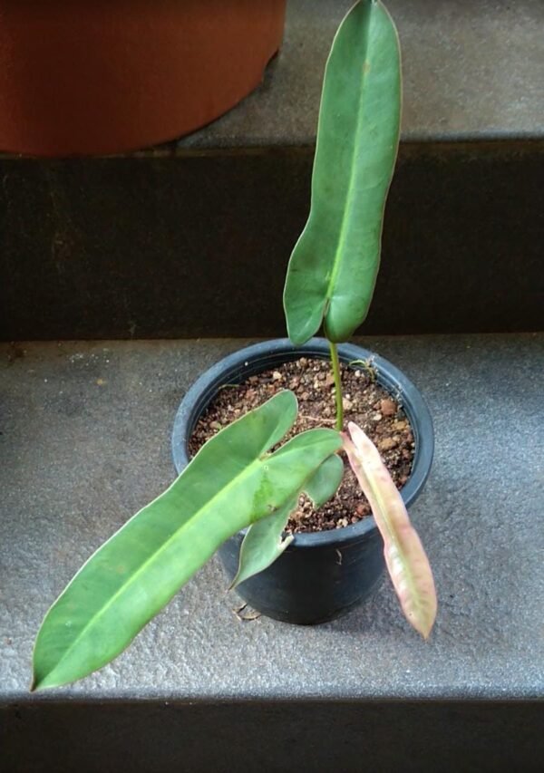 Philodendron Atabapoense - Image 2