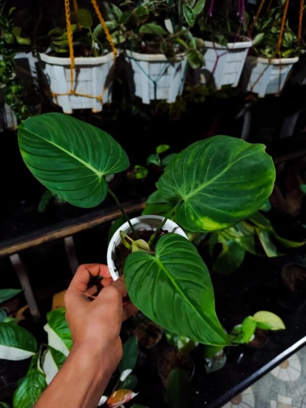 Philodendron Glorious - Image 2