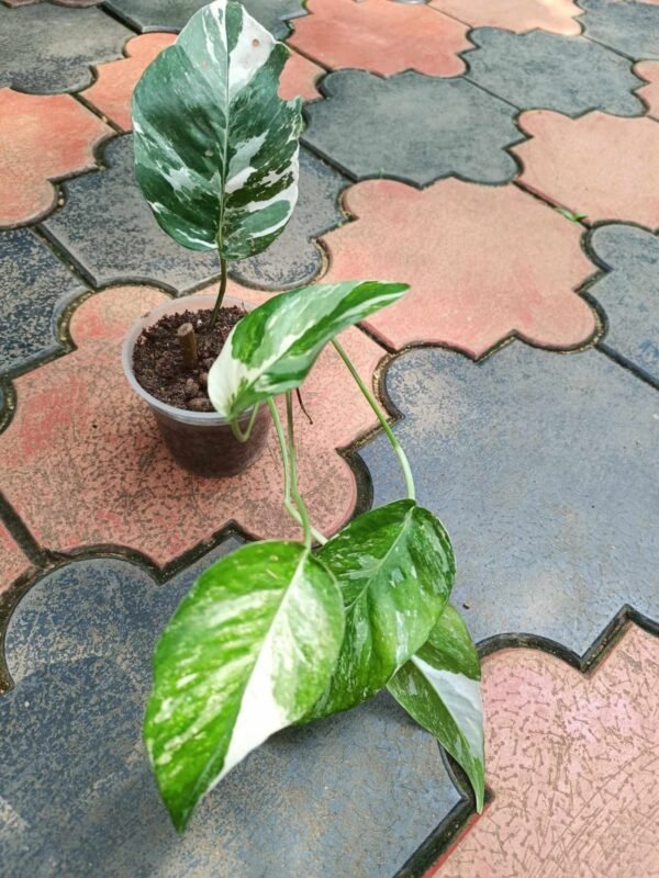 Philo Epipremnum Pinnatum Variegated.. - Image 2