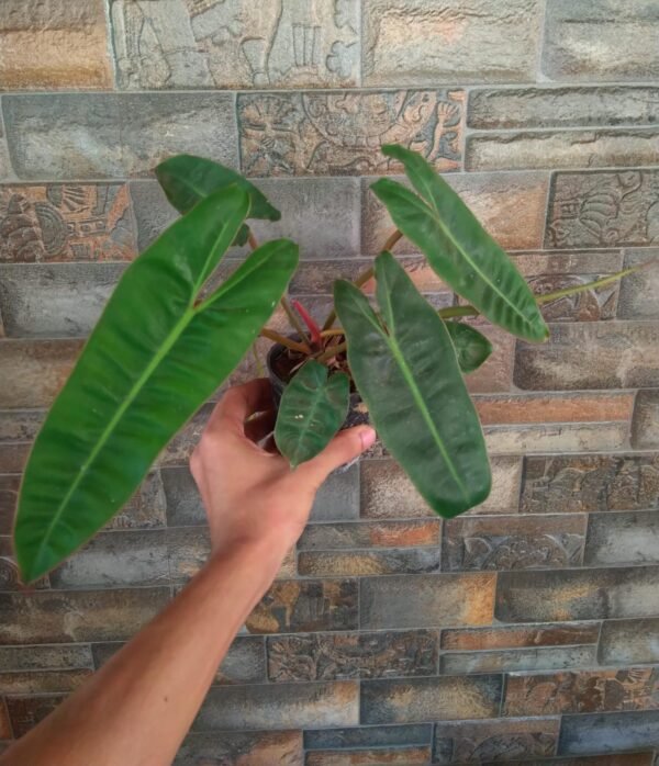 Philodendron Billietiae - Image 2