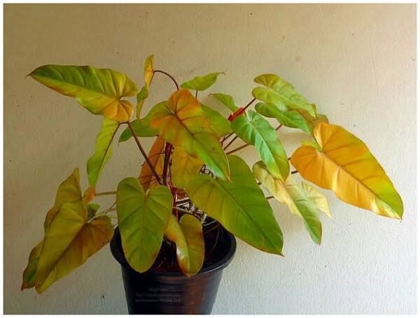 Philodendron Golden Erbescens.