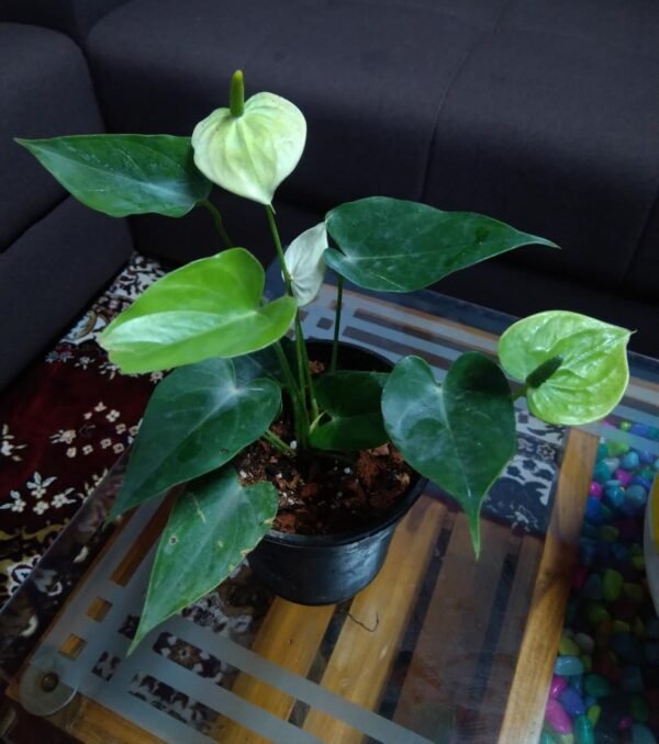 ANTHURIUM 1( YELLOW) - Image 2