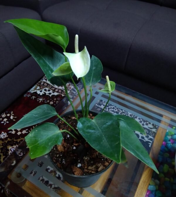 ANTHURIUM 2 ( WHITE) - Image 2