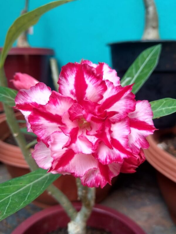 Adenium  big size