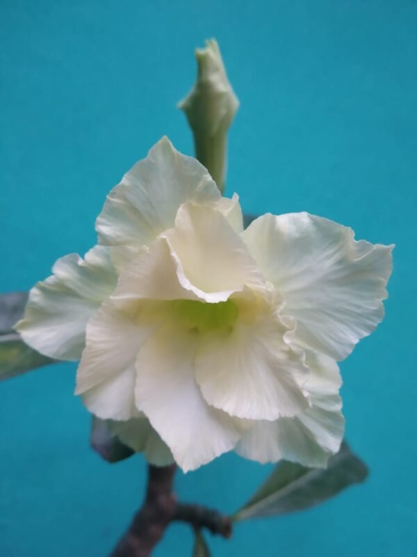 Adenium  big size - Image 2