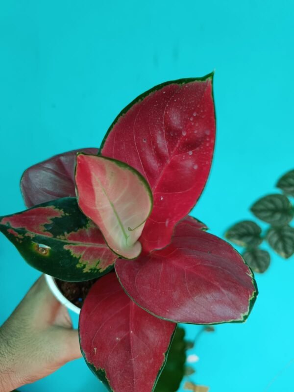 Aglonema Jaipong Red - Image 2