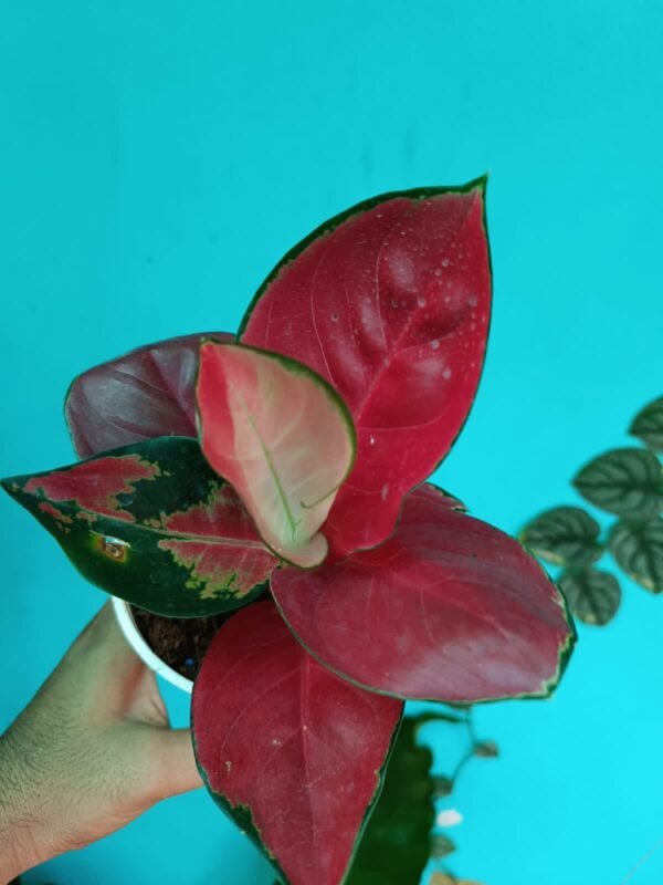 Aglonema Jaipong Red - Image 3