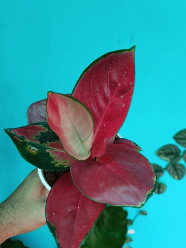 Aglonema Jaipong Red - Image 4