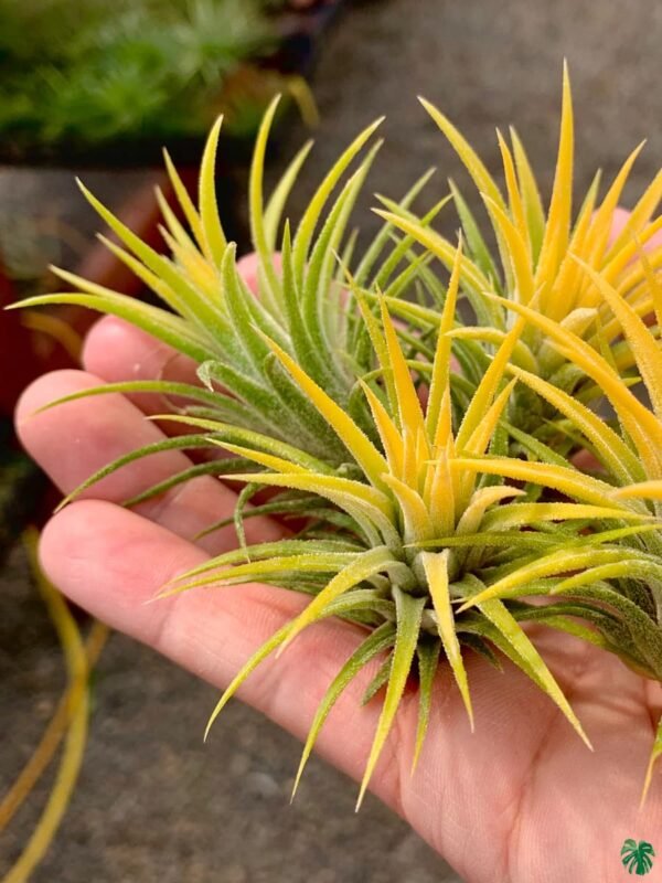 Air plant  ( Yellow)