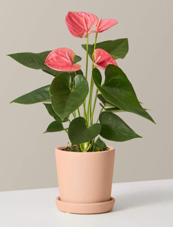 Anthurium Pink