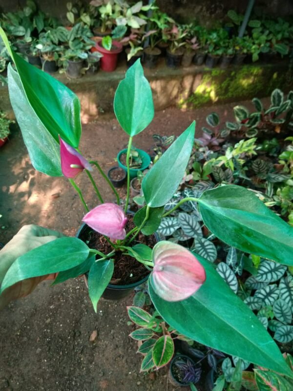 Anthurium Violet - Image 2