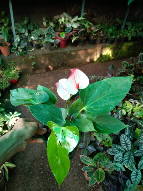 Anthurium White + Red Tip - Image 2