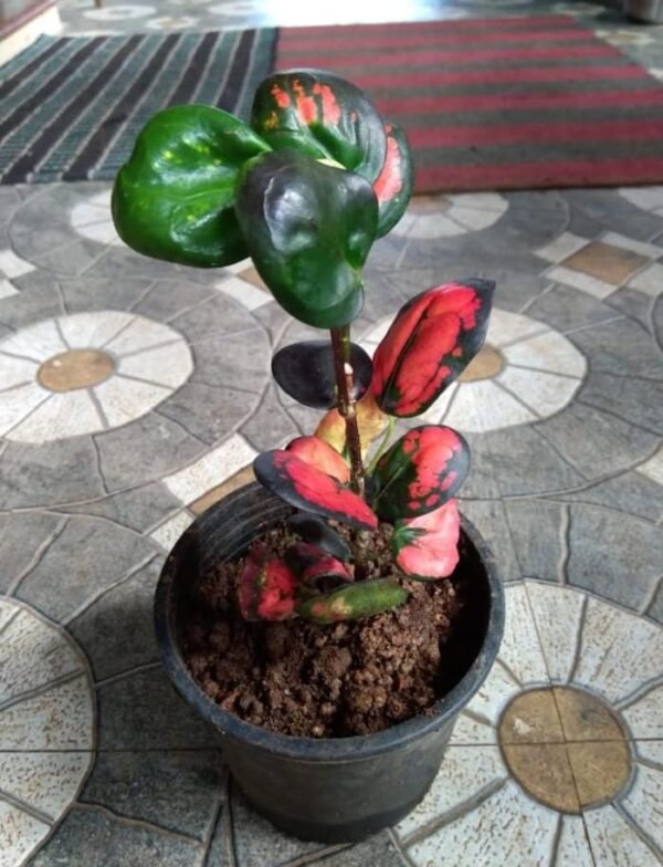 Apple Croton.  (Big size) - Image 2