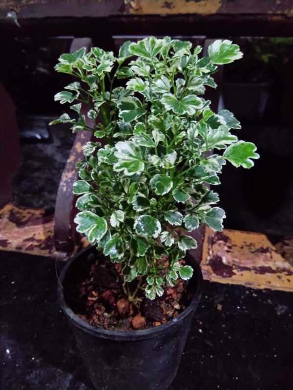 Aralia 1 - Image 2