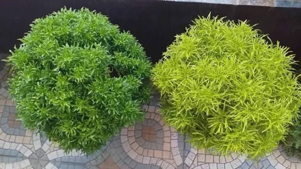 Aralia